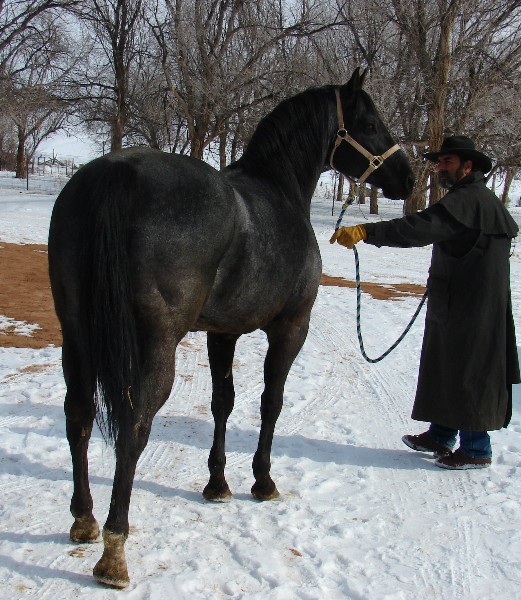 Impressives Blue Boy