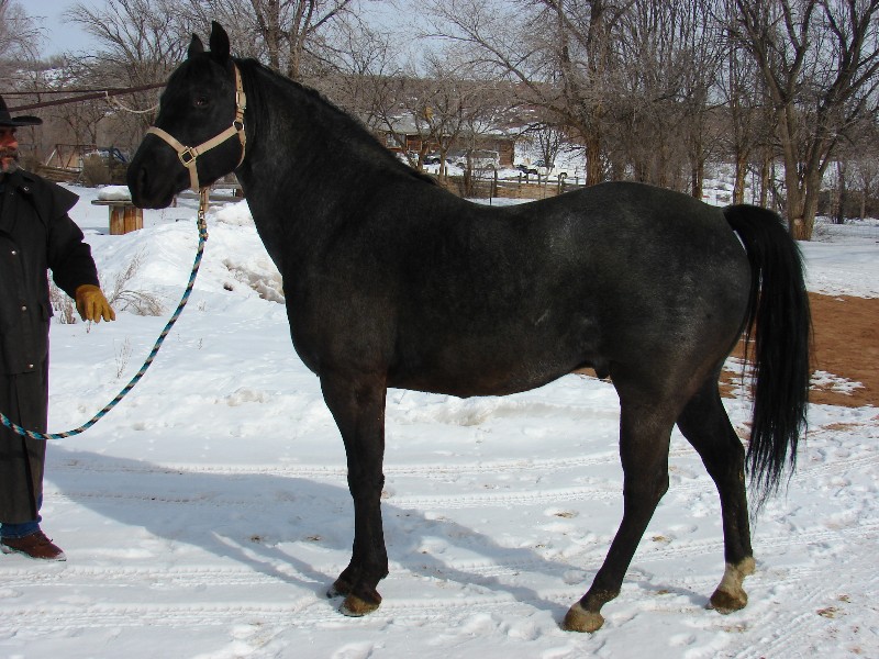 Impressives Blue Boy