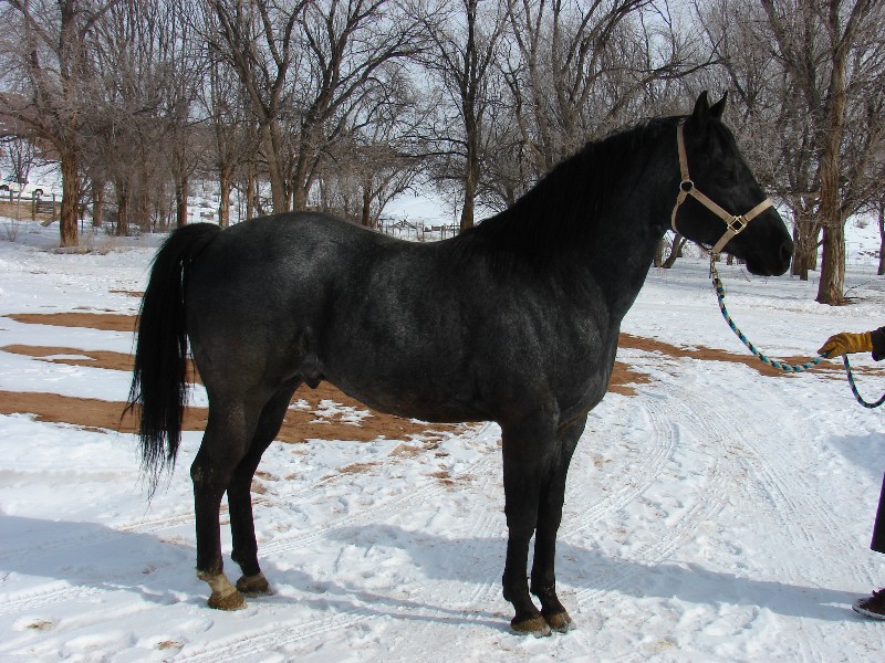 Impressives Blue Boy