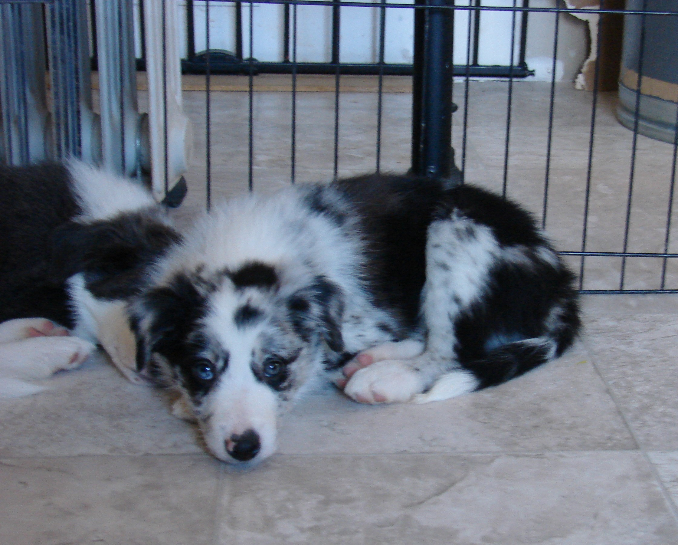 Blue Tri Merle Male