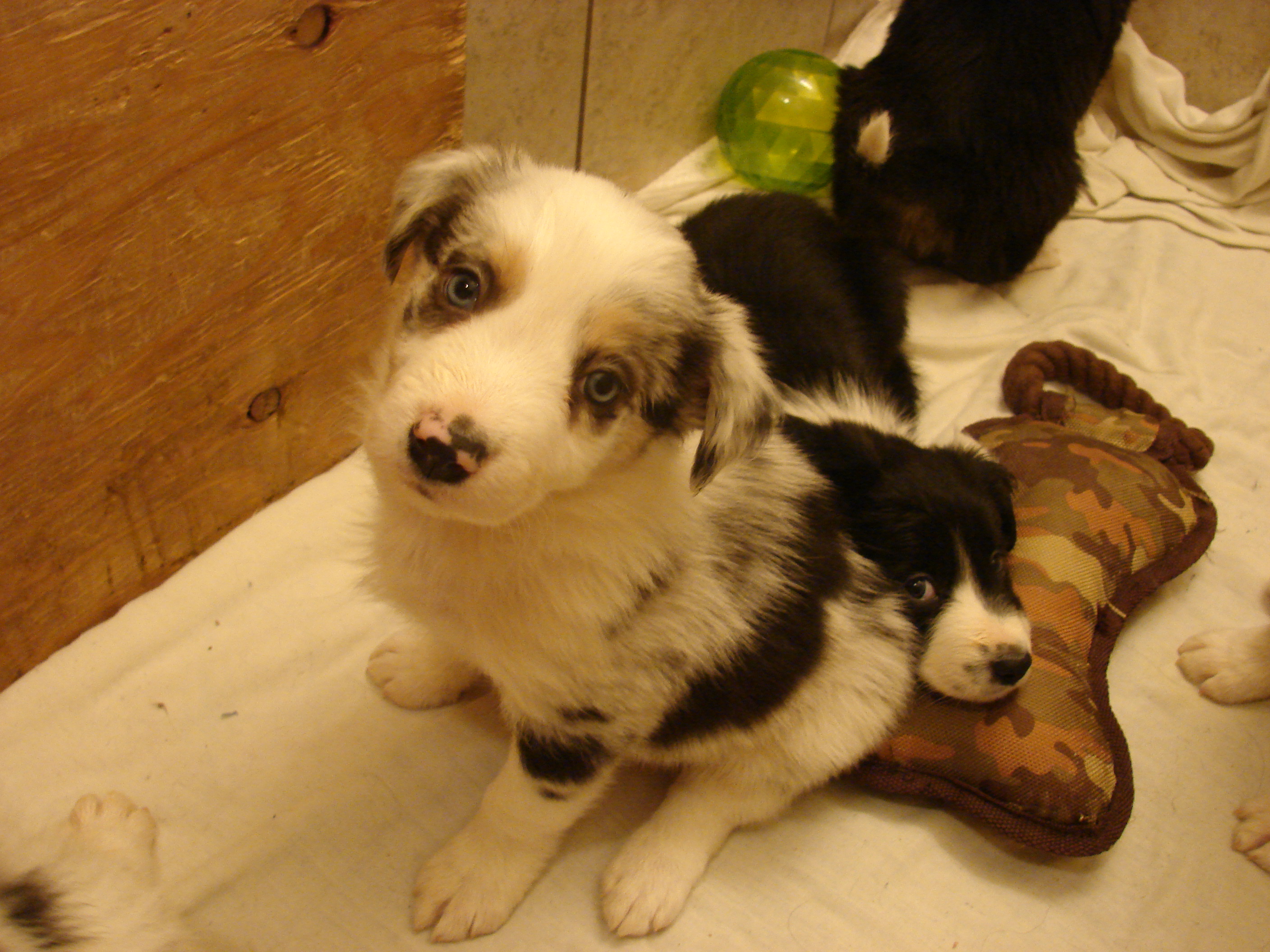 Blue Tri Merle Boy