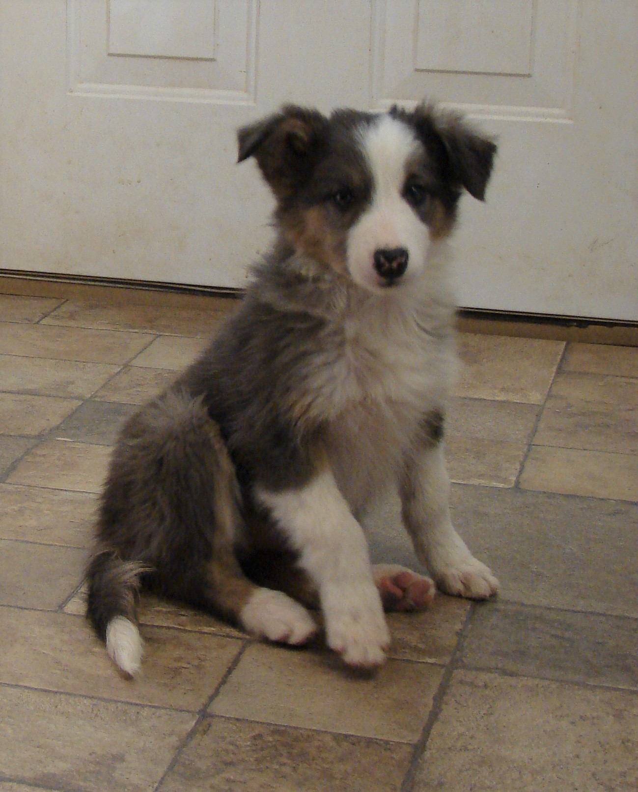 Grey Tri Sable Girl 2