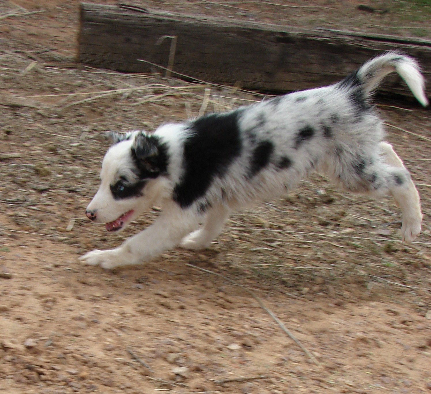 Blue Merle Tri Girl Rainier